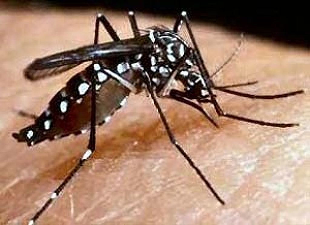 Dengue Fever is back