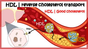 HDL& LDL