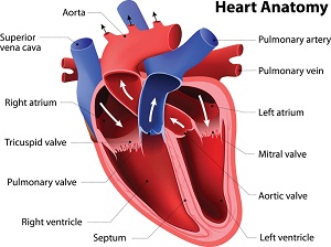 Human Heart showing parts- where early signs of heart failure appear.