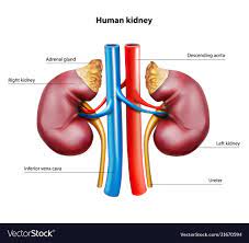 Know Human  Kidneys